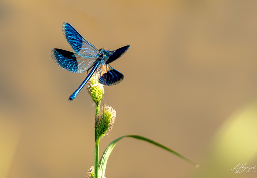 20230729-A7409733-Verbessert-RR