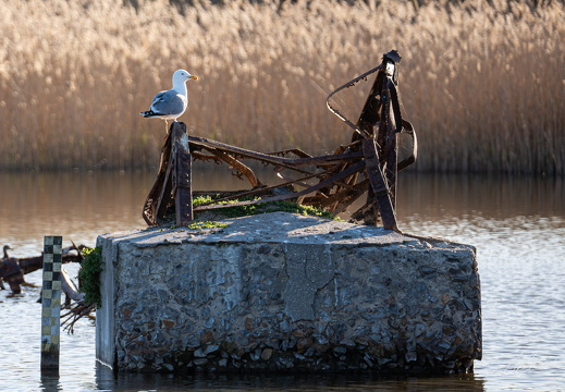 20240329-A7403515-Verbessert-RR