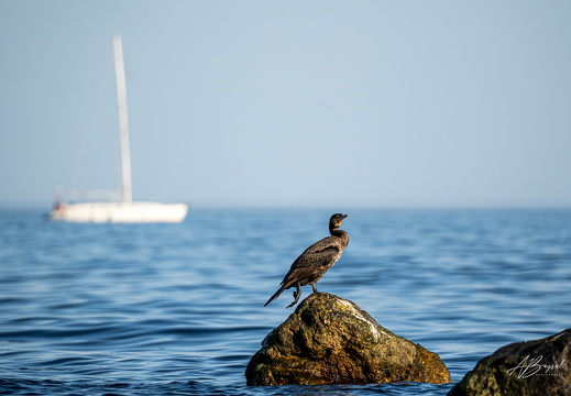 20240331-A7403779-Bearbeitet-Bearbeitet