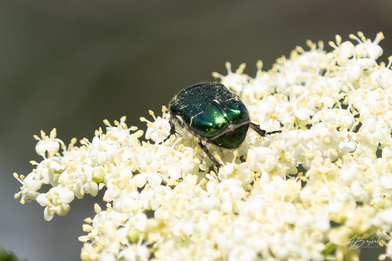 20240427-A7405108-Bearbeitet