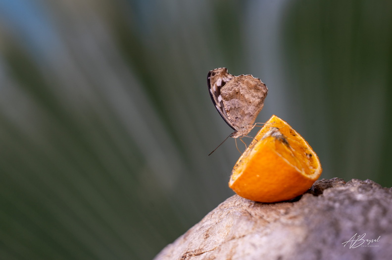 20240531-A7409111-Bearbeitet