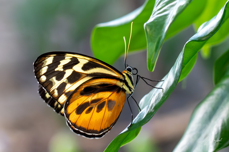 20240531-A7409199-Verbessert-RR-Bearbeitet