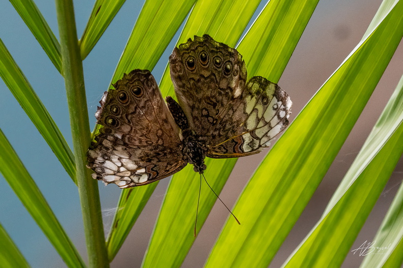 20240629-A7400494-Bearbeitet