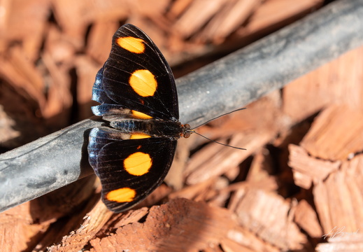 20240629-A7400569-Verbessert-RR