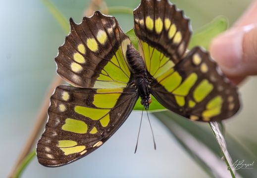 20240629-A7400583-Verbessert-RR