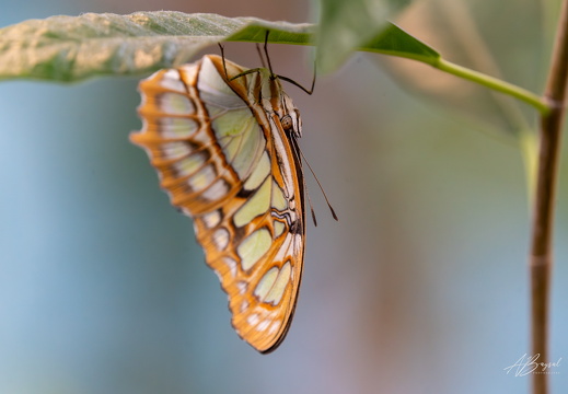 20240629-A7400597-Verbessert-RR-Bearbeitet