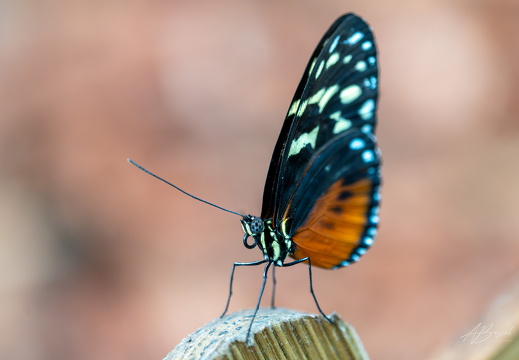 20240629-A7400601-Verbessert-RR-Bearbeitet-Bearbeitet