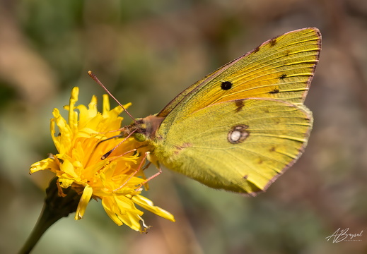 20240817-A7401019-Bearbeitet