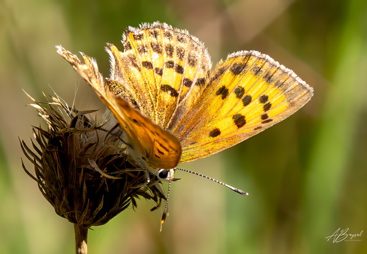 20240817-A7401051-Bearbeitet-Bearbeitet