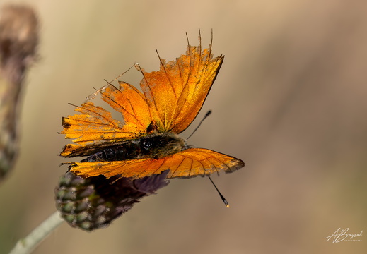 20240817-A7401061-Bearbeitet-Bearbeitet