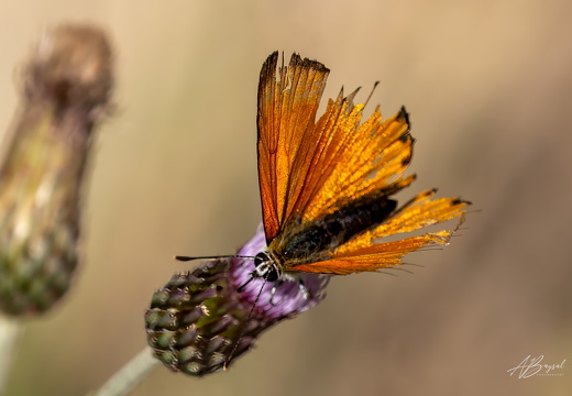 20240817-A7401065-Bearbeitet-Bearbeitet