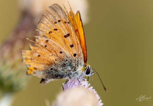 20240817-A7401072-Bearbeitet