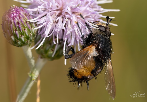 20240817-A7401092-Bearbeitet-Bearbeitet