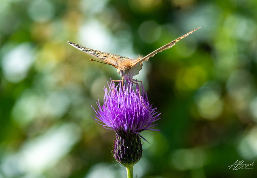 20240817-A7401136-Bearbeitet