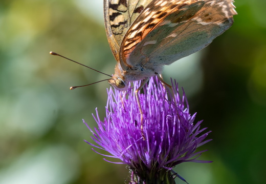 20240817-A7401144-Bearbeitet