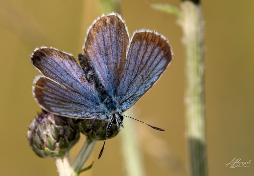 20240817-A7401163-Bearbeitet-Bearbeitet