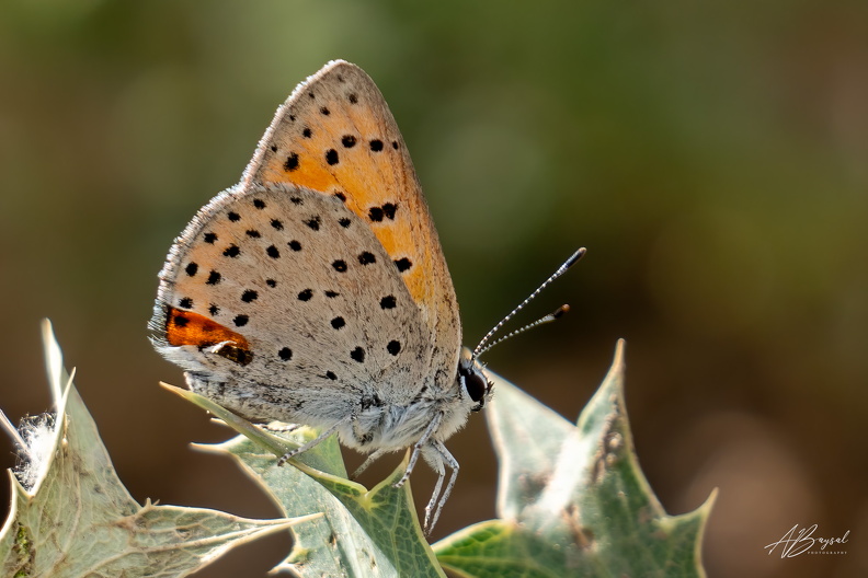 20250525-A7402235-Bearbeitet