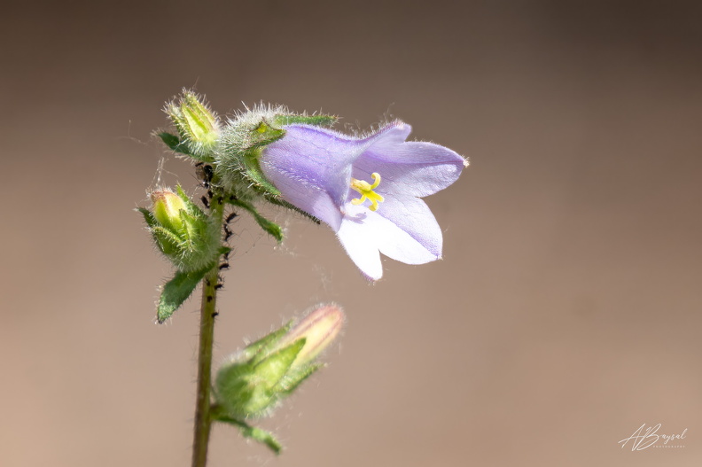 20250525-A7402241-Bearbeitet