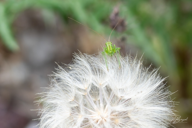 20250525-A7402313-Bearbeitet
