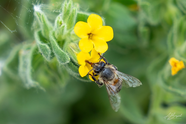 20250525-A7402360-Bearbeitet