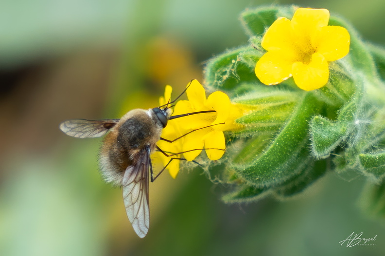 20250525-A7402382-Bearbeitet