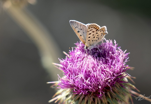 20250706-A7403555-Bearbeitet-2-Bearbeitet