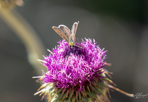 20250706-A7403565-Bearbeitet-Bearbeitet