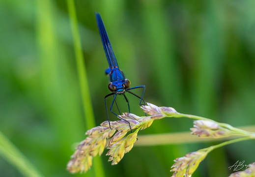 20250706-A7403642-Bearbeitet