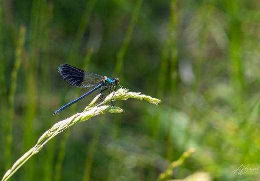 20250706-A7403644-Bearbeitet