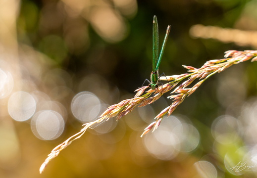 20250706-A7403696-Bearbeitet
