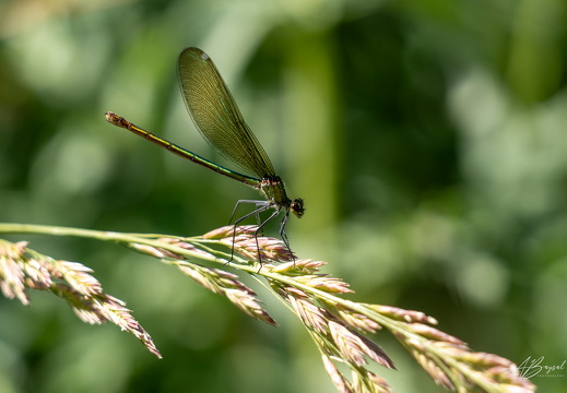 20250706-A7403724-Bearbeitet