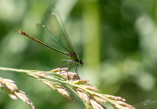 20250706-A7403729-Bearbeitet